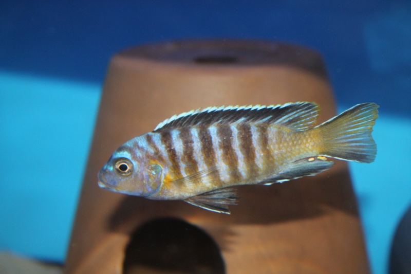 Maylandia nigrodorsalis 'Nkolongwe'